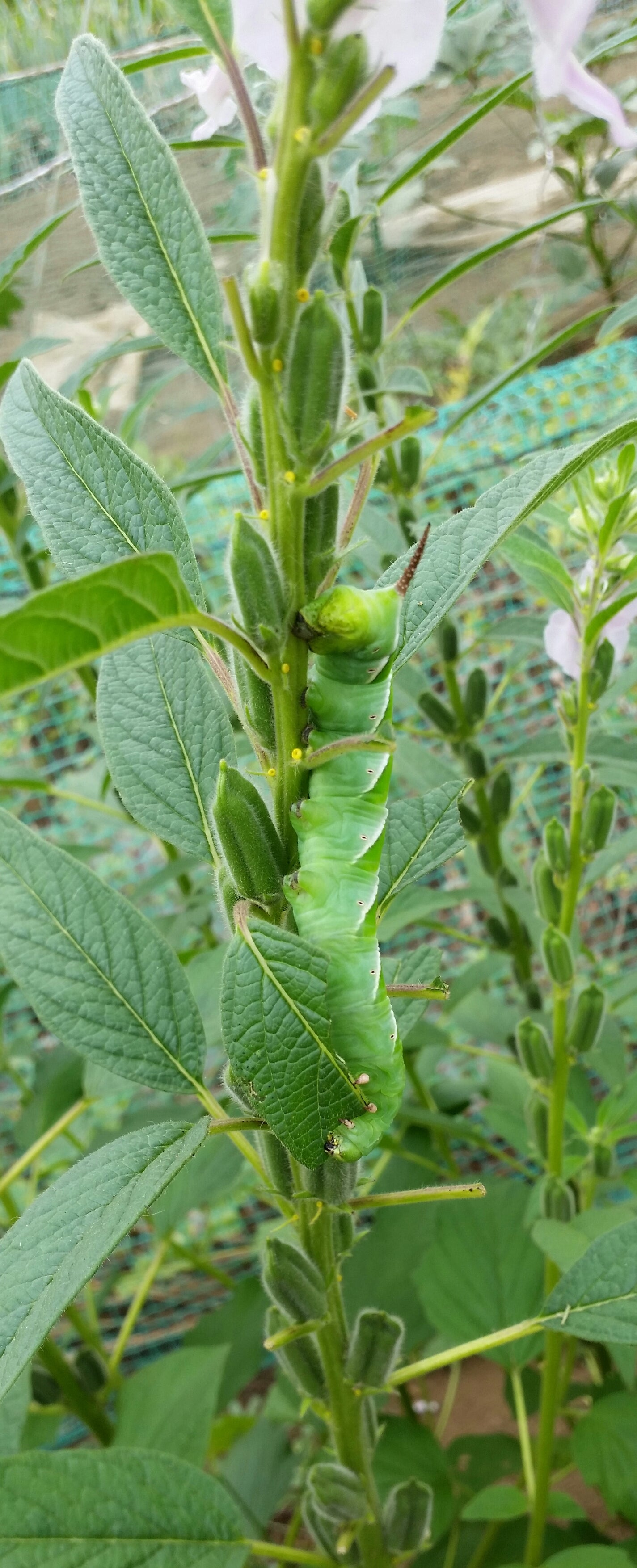 遠藤印昭堂スタッフブログ — ごまの実
