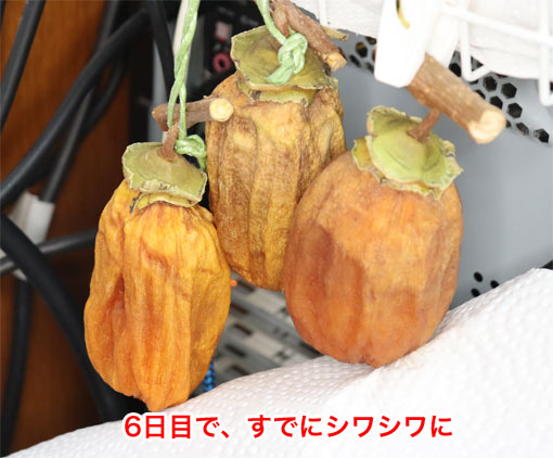 干し柿にカビが生えたら焼酎で対策を!食べてしまったら 食中毒・腹痛に注意!お役立ち！季節の耳より情報局