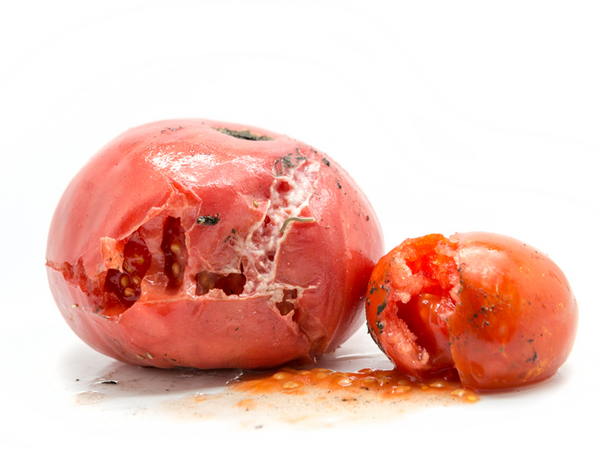 トマトの中身が緑です。腐っているのでしょうか？ - 全く問題な- Yahoo!知恵袋