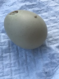 基本からアレンジまで！思わずつくりたくなる「鴨肉 卵」のレシピ集クックパッド