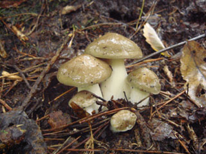 野菜ソムリエ解説 「本しめじ」の特徴や保存方法。活用レシピも！ - macaroni