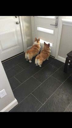 食パンチャッキン🔪コーギー食パン一斤TikTok