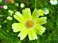 姫撫子 - 我が家の庭の花