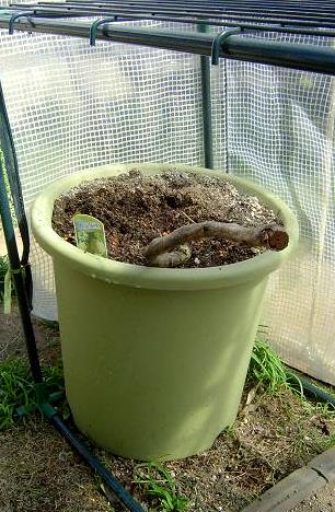 パッションフルーツの冬支度 野菜畑にてウイークエンド果樹栽培 トピックス