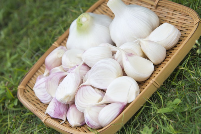 収穫後のにんにくの写真素材55366877- PIXTA