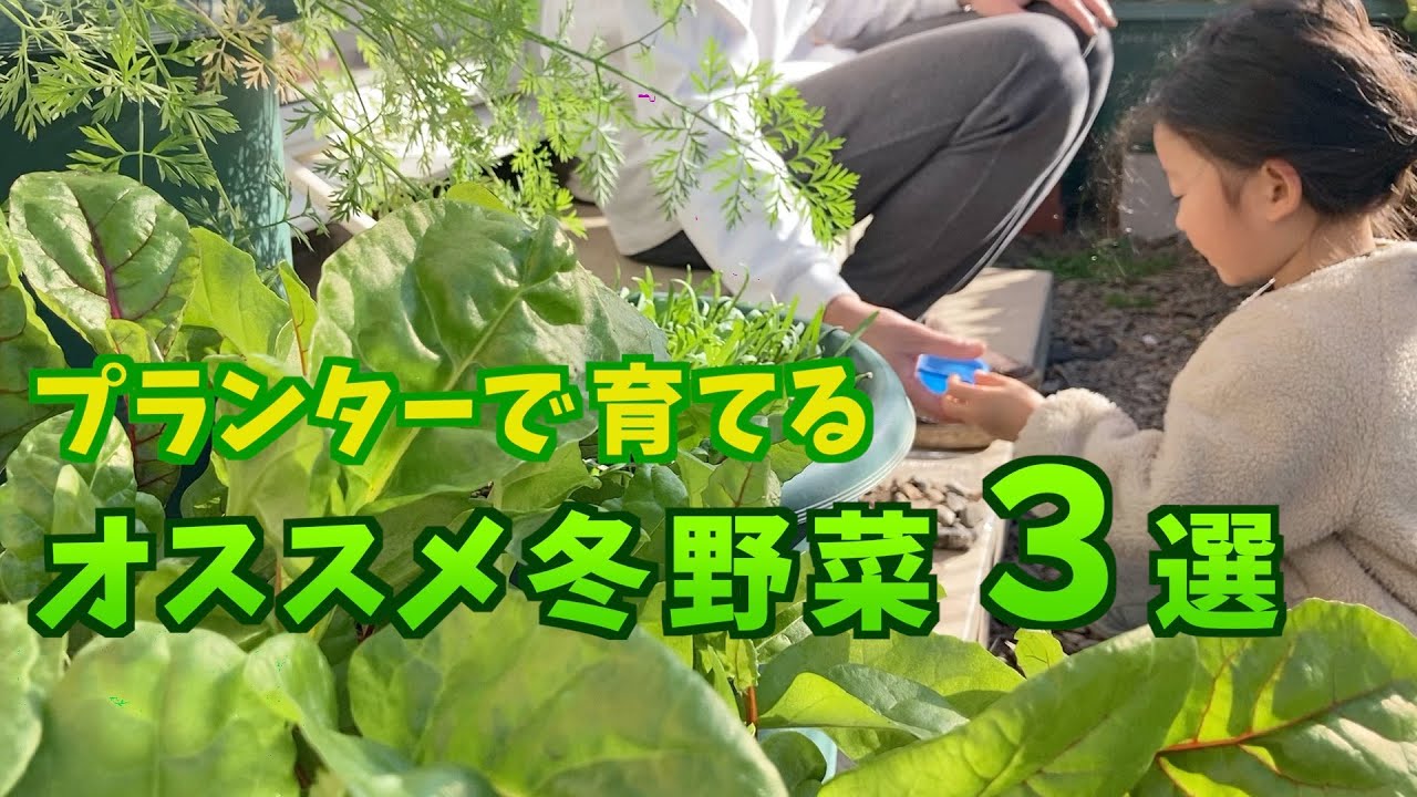 秋の家庭菜園シーズン到来！プロが教えるプランター菜園～初心者にもおすすめ！小松菜・ラディッシュ編～タキイ種苗のプレスリリース共同通信PRワイヤ