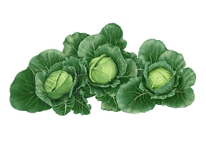 キャベツのイラスト - 可愛い野菜キャラ・リアル・おしゃれなフリー素材 - チコデザ