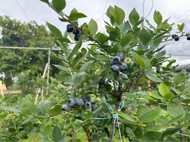すみれ農園へのレビュー・商品：千葉県食べチョク産地直送 産直 お取り寄せ通販 - 農家・漁師から旬の食材を直送