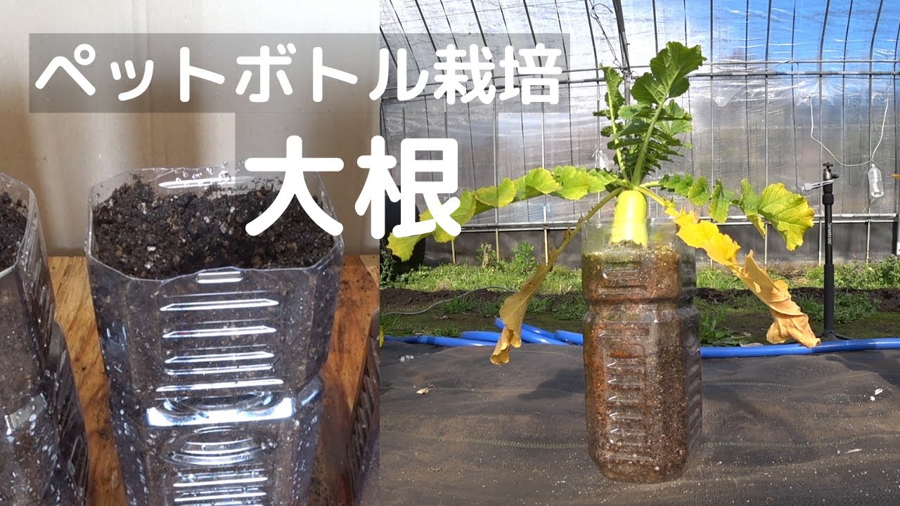 だいぶ暖かくなってきたので、槿