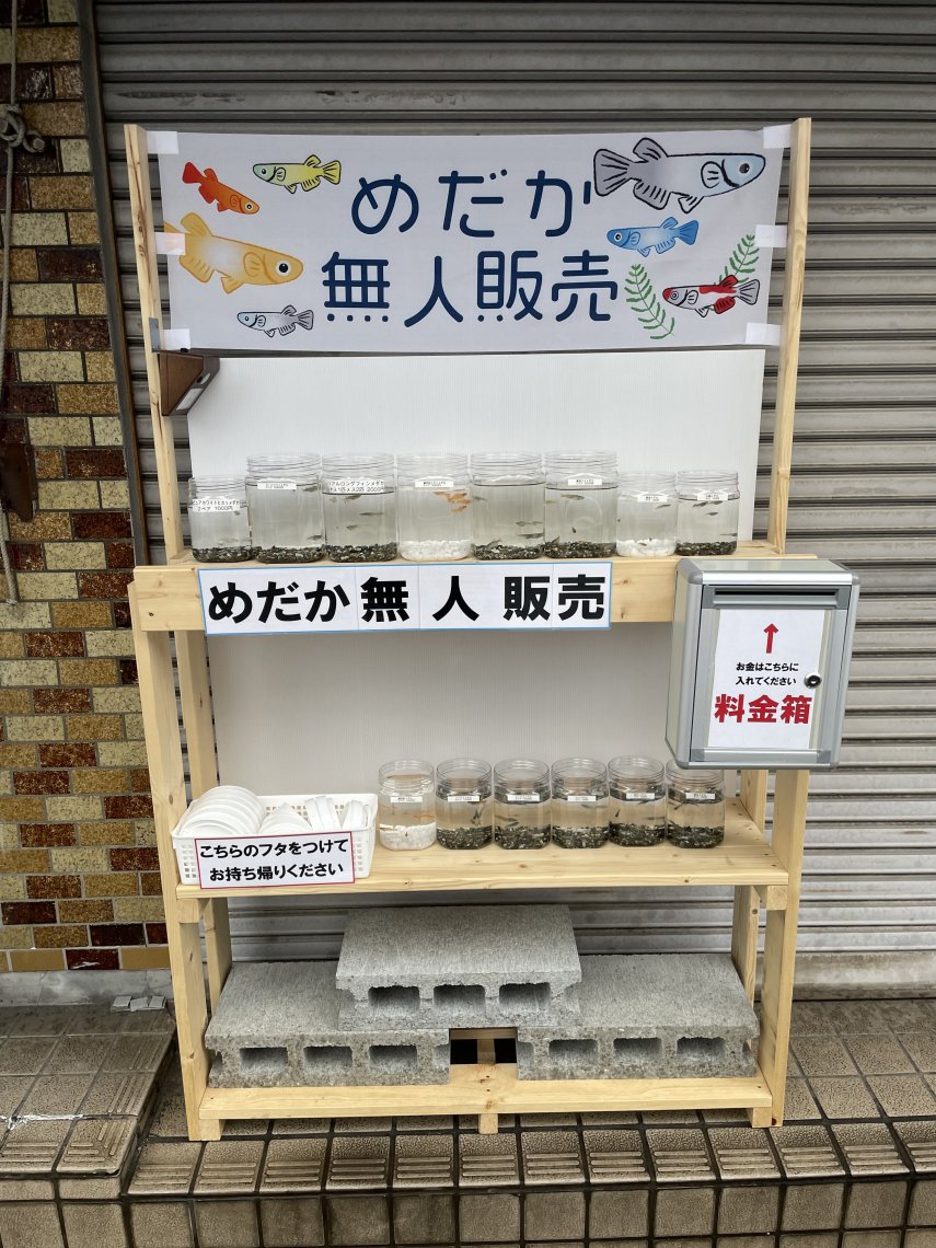 超可愛い～🌻絵本の中みたい～無人苔販売ハウス・長岡京市天満宮内インスタ女子系～ - いげのやま美化クラブ