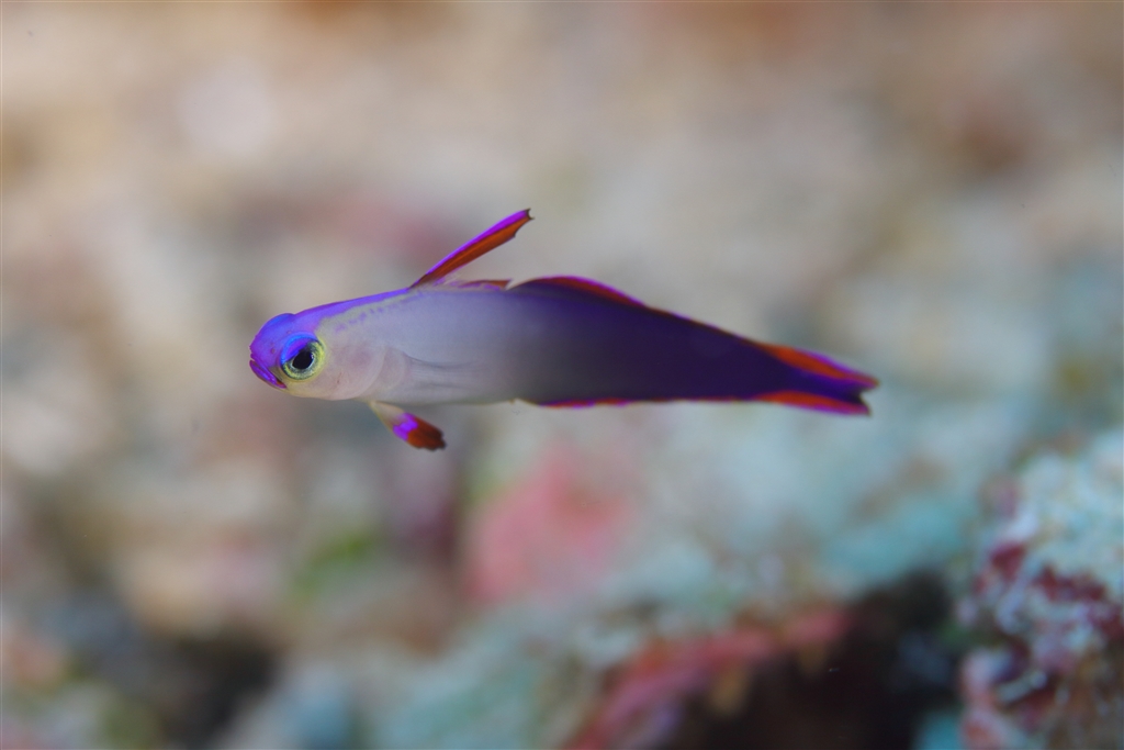 ヒレで立つ魚のフリー写真素材・無料画像