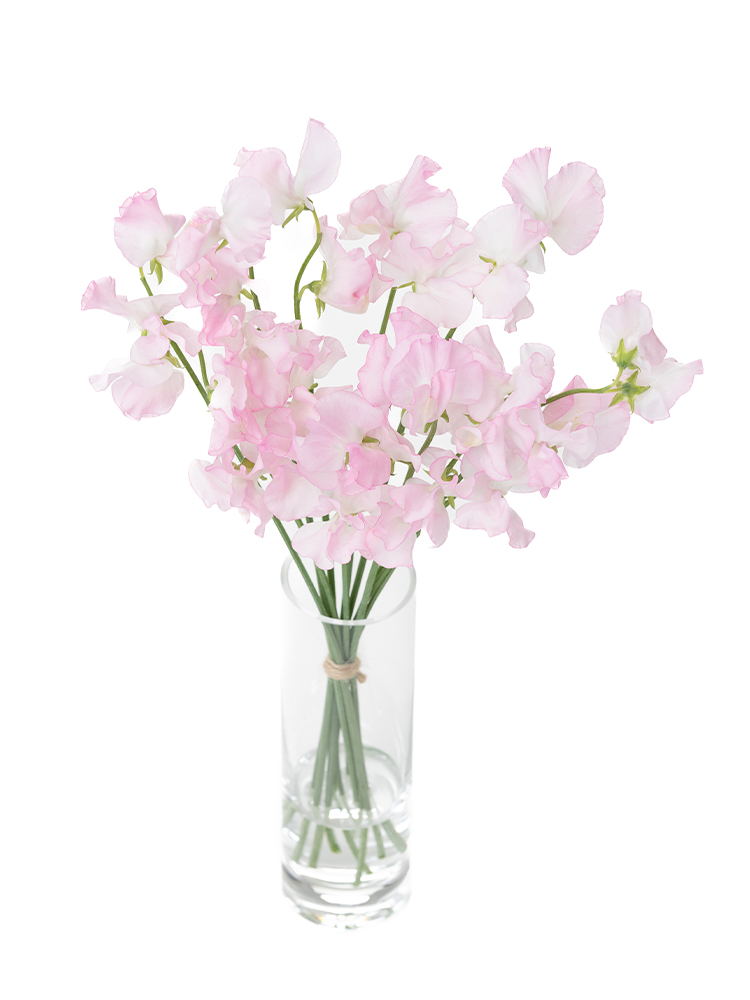 今日は、暖かくスイートピーがたくさん咲いてます。 一枚目は、花切り前 二枚目は、花切り後カクタ花農場スイートピーピンクラムとちぎの花栃木県上三川町