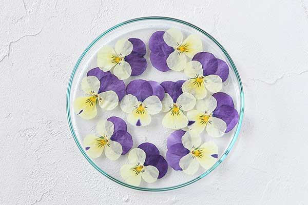 ソバナ ホソバソバナ 』の花。花は食用になる。 学名：Adenophoraremotiflora 32203019501 の写真・イラスト素材アマナイメージズ