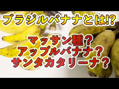 ブラジルは家の庭でバナナが採れる地球の歩き方