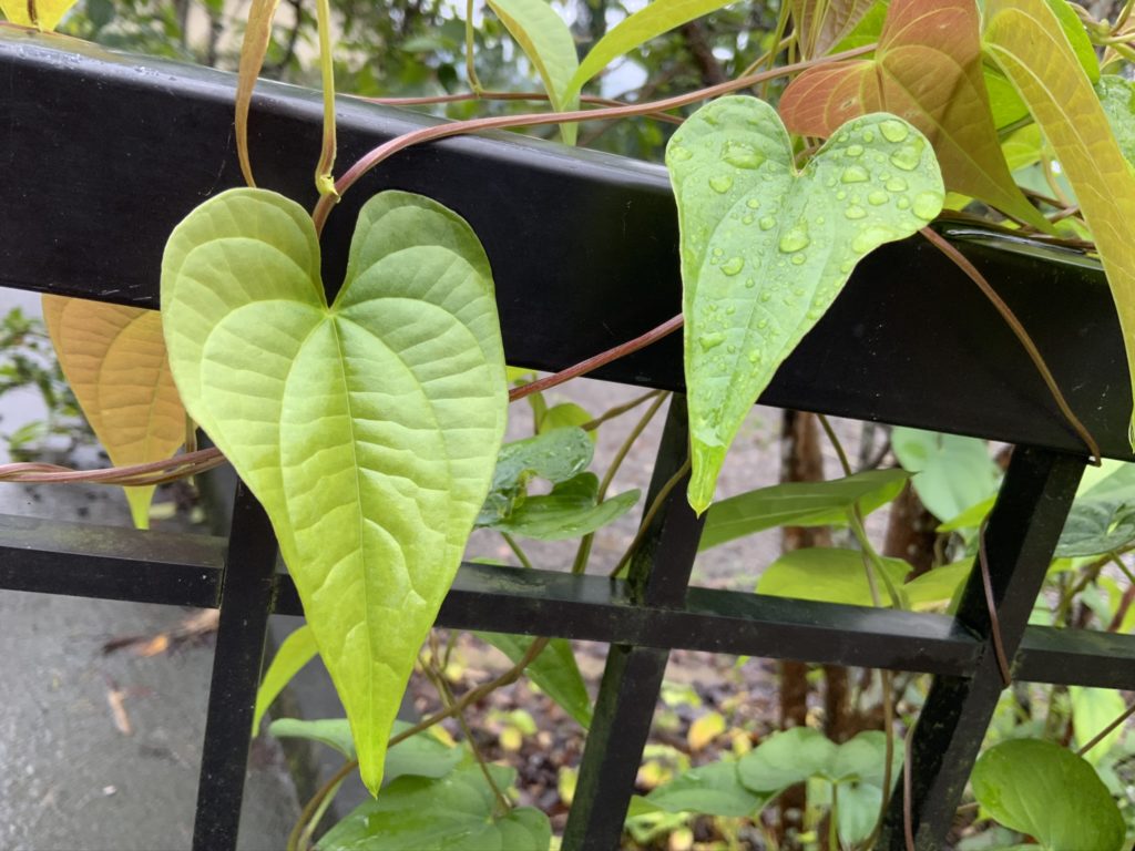 ヤマイモとオニドコロの見分け方 : 世話要らずの庭