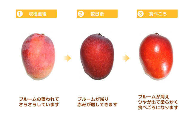 マンゴー 檬果 の葉腐病の治療方法は