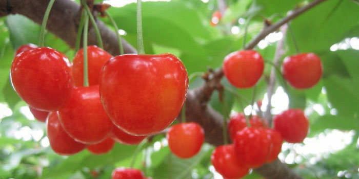 アメリカンチェリー 9.5 Rさくらんぼ 2kg ダークチェリー サクランボ さくらんぼ アメリカンチェリー 約2kg アメリカ産