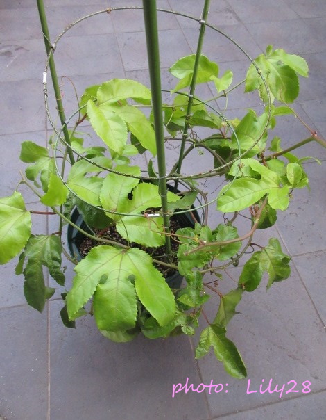 実生パッションフルーツ育成日記① 2018冬の取り込みぴすけの庭