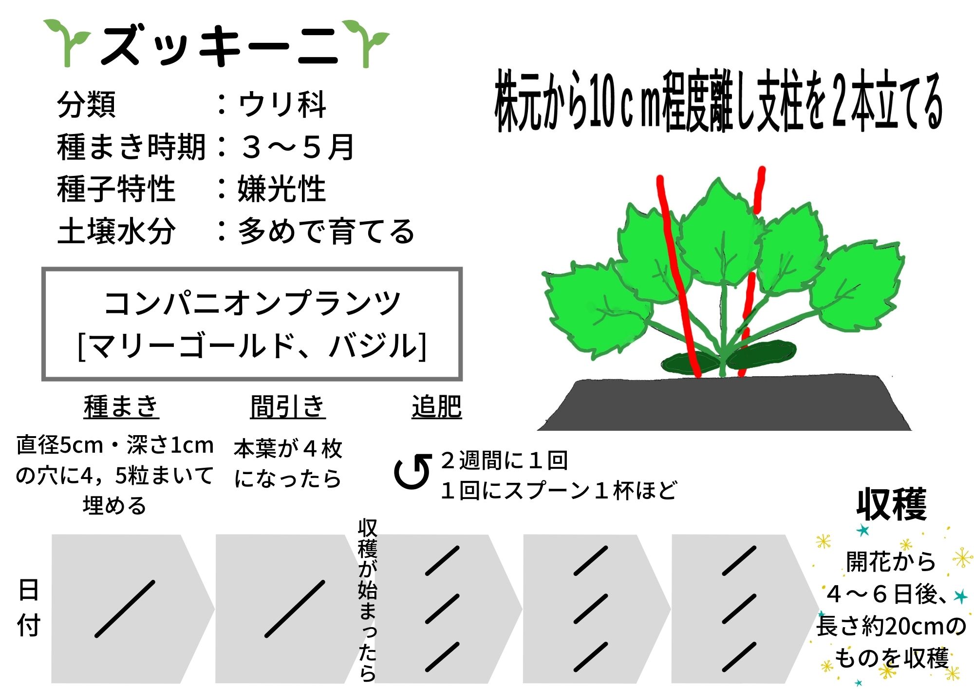 北海道 で初心者が ズッキーニ卵型 : ゴールディー栽培に挑戦3：種取りから撤収までみどりでまたふるふる