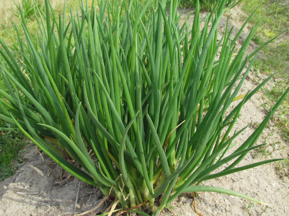 20日わけぎ ハツカワケギ 分葱 の苗3号 3ポットセット の通販園芸ネット