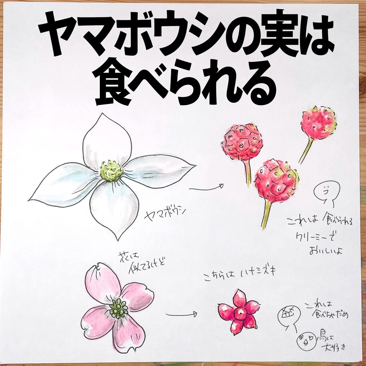 ハナミズキとヤマボウシの果実武蔵大学