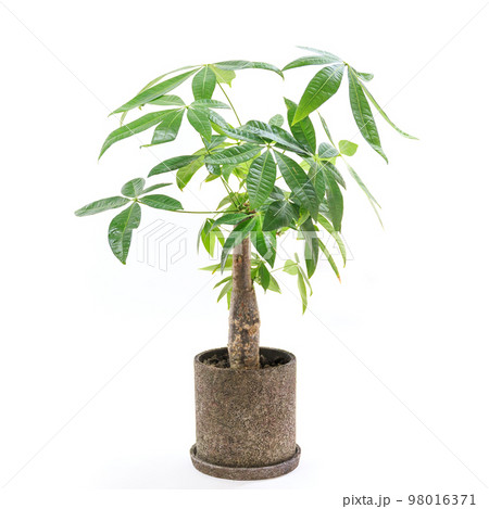 カイエンナット - ガジ丸が想う沖縄