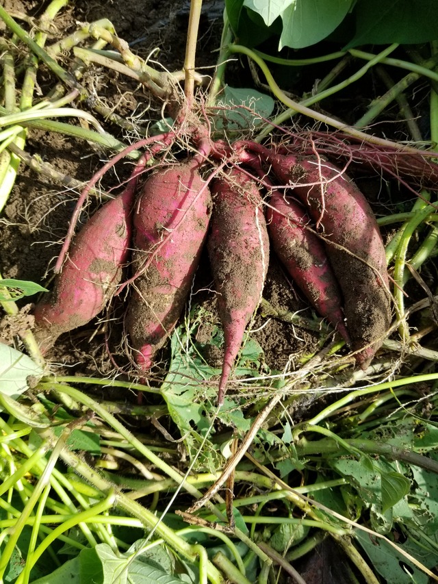 さつまいもは収穫後に干すと甘くなる？おいも美腸研究所