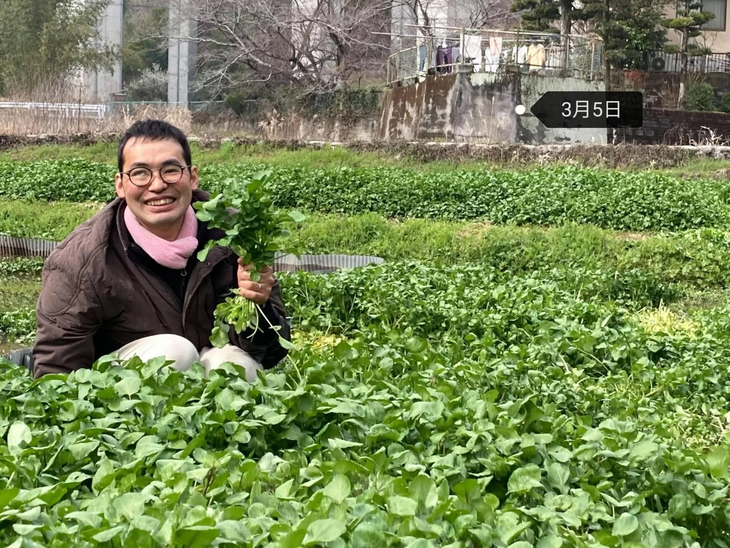 クレソン栽培を楽しんでみませんか。& ワサビの効用 - BMB