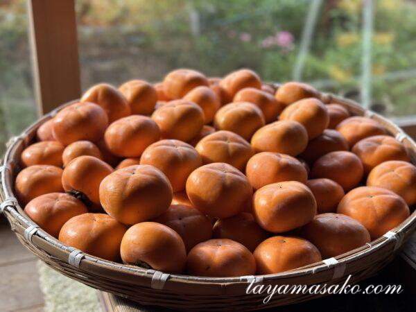 干し柿のカビ対策に熱湯焼酎ってなぜ？失敗しない作り方4つのポイントPATORALOG