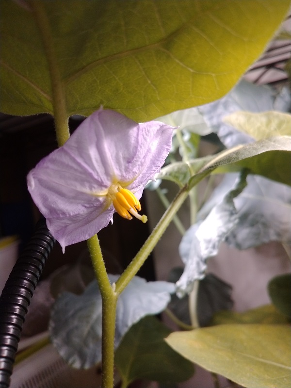 家庭菜園初心者にオススメ：ダイソーの種 スナップエンドウ＆絹サヤエンドウの育苗についてのりさんブログ