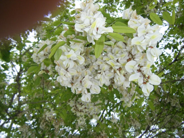 あま～い – 古民家 風丸－つがる市の古民家貸切ステイ