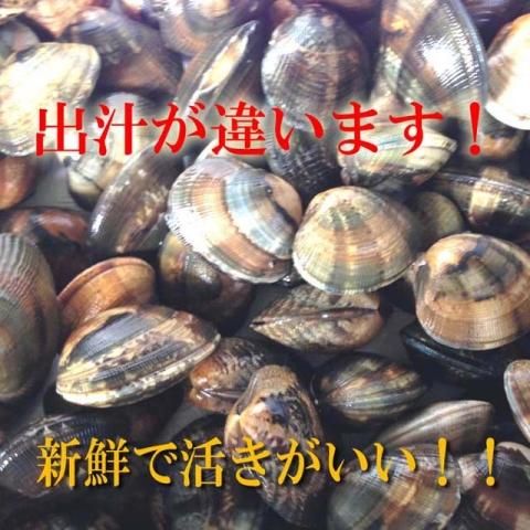 ホンビノス貝の特徴とは？はまぐりとの違いやおいしい食べ方を解説！クラシル