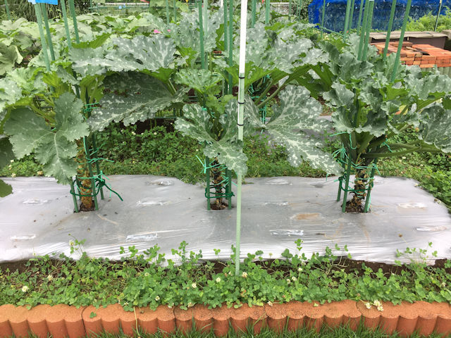 プランター栽培のズッキーニ に花が咲きました！大きめの花でとてもキレイです。葉っぱもグングンと生長し、花の下についた実も少しずつ大きくなってきました。収穫が楽しみです。ズッキーニにも支柱は必要なのかしらみんなとカゴメでつくるコミュニティ ＆KAGOME