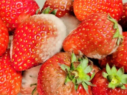 カビが生えた食品、カビを取り除けば食べて良い?「カビ毒」に要注意 - トクバイニュース