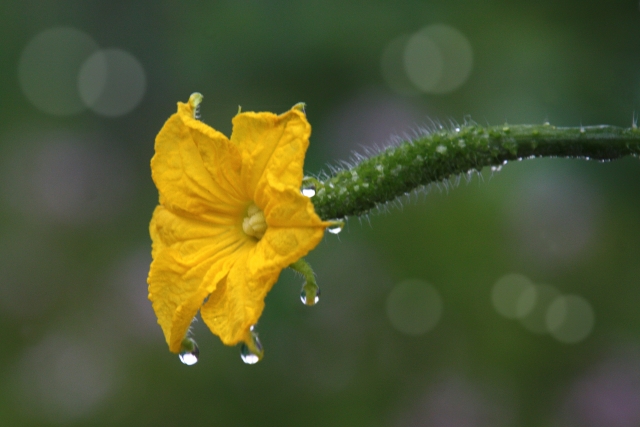 きゅうり雄花ばかり咲く 雌花を増やす方法は光？肥料バランス？まりもの暮らし