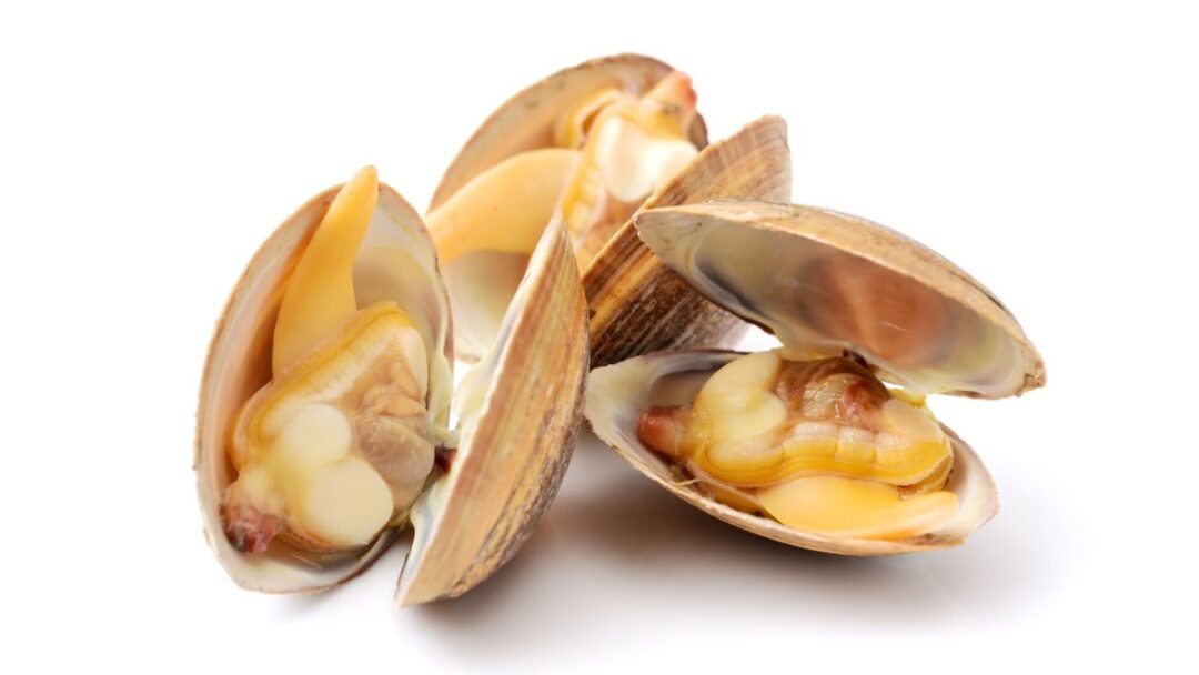 あさりとはまぐりの味の違いって？料理での使い分けコツをご紹介Tasso