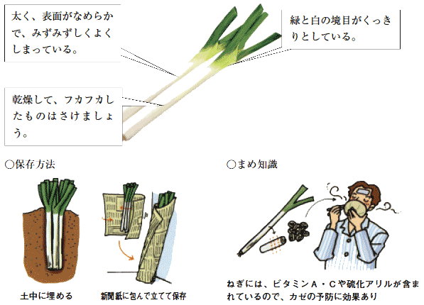 金長Vilmorin Mikado Japan