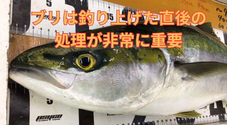 10kg級ブリが釣れた！」 寒ブリ定番料理7選と保存方法を解説TSURINEWS - Part 2