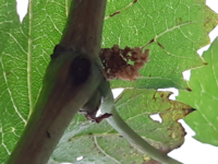 農薬部ブログ ： ぶどうの葉に虫を発見！ - 株式会社アセラ 農薬部