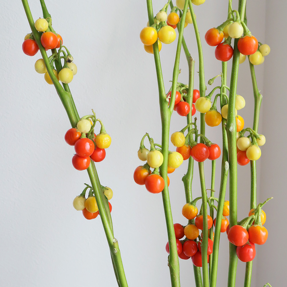 ナスみなとの野菜大辞典