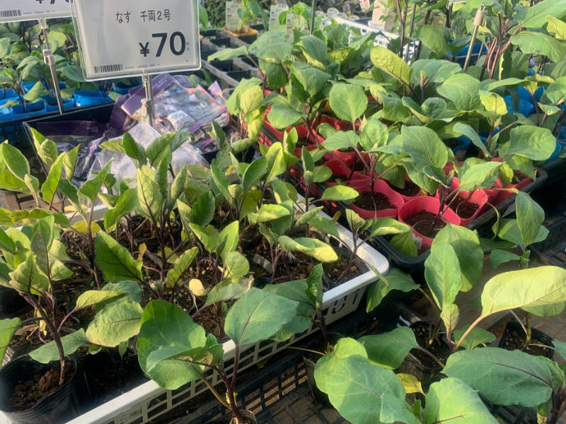 季節により育て方も違う？ナスの種類別の特徴とそれに応じた育て方グリーンワークス 大垣市の造園会社