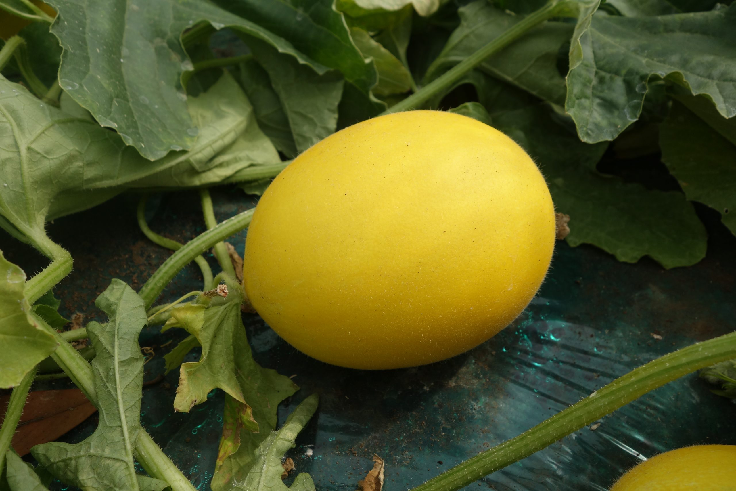 今だけの季節限定・韓国産入荷 冷蔵 チャメ1玉韓国産ゴールドメロン マクワウリ 韓国果物 韓国食品 : 八道韓国食品 - 通販 -Yahoo!ショッピング