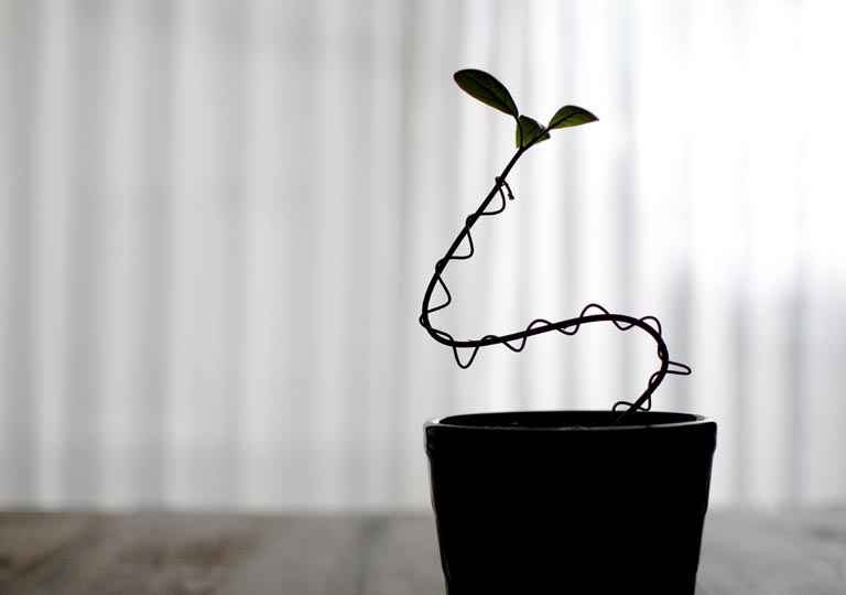 アボカドの育て方！種から発芽、植え替えまでガーデニング・園芸All About