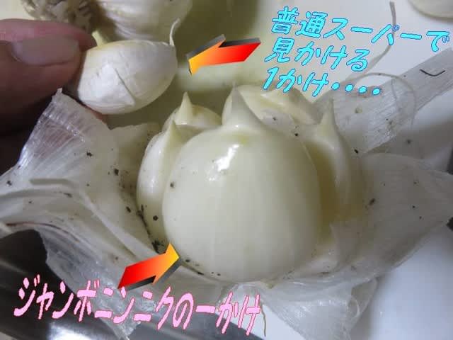 ニンニク 種球 ジャンボニンニク 種球 1kgにんにく ニンニクの種 にんにくのたね ガーリック 大きい 巨大 大きいニンニク ビッグニオイ控えめ ホクホク