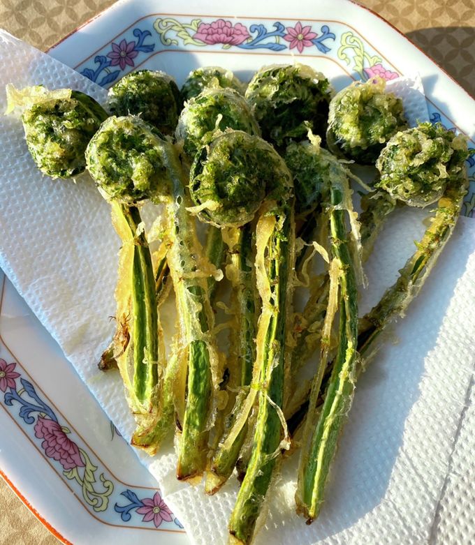 こごみの下処理や定番レシピを紹介！食べ方だけでなく保存方法まで解説！ほほえみごはん-冷凍で食を豊かに-ニチレイフーズ