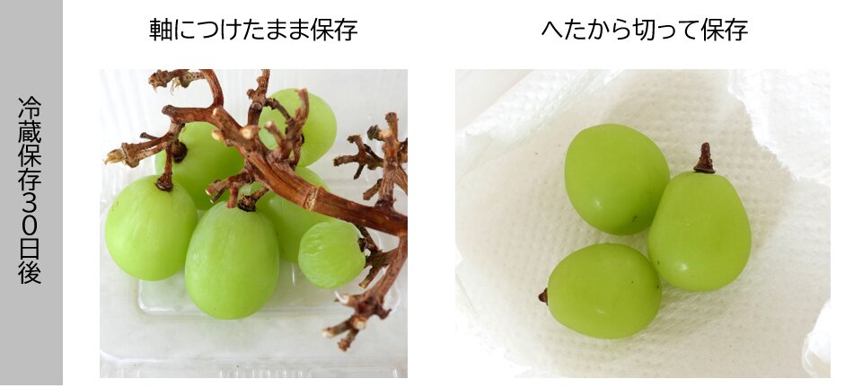 ぶどうの保存と賞味期限は？保存方法まとめ隊