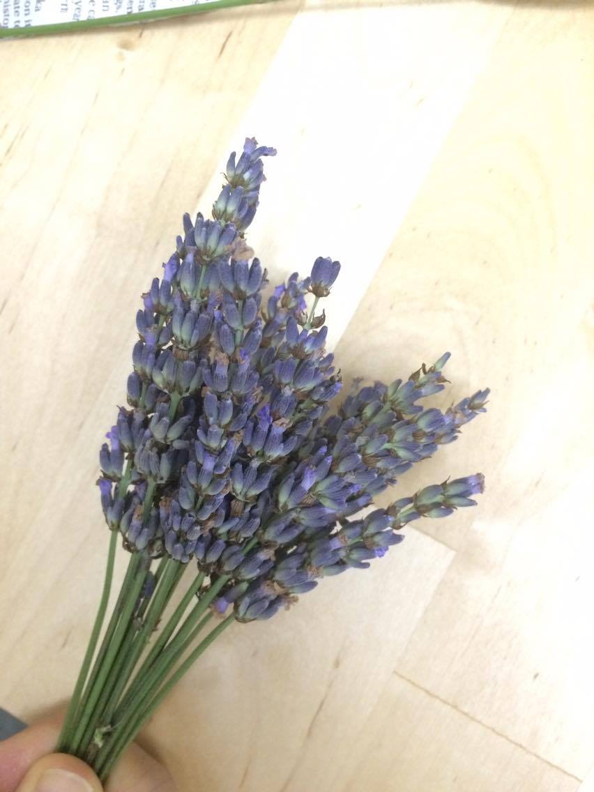 乾燥させてみた〜庭のラベンダーでドライフラワー作り〜Megu＠家庭菜園と刺しゅう好き