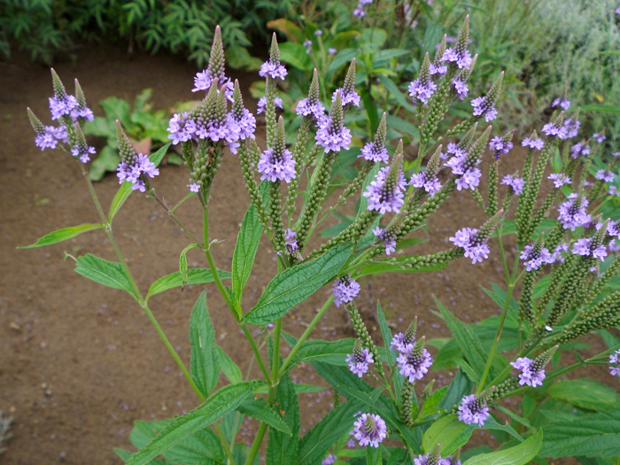 Amazonバーベナ ハスタータ 白 種子 ３０粒花