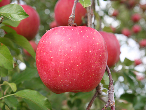 カゴメ 野菜生活100 1食分の野菜ジュレすりおろしリンゴ 180g 1箱 30個入野菜ジュース- アスクル