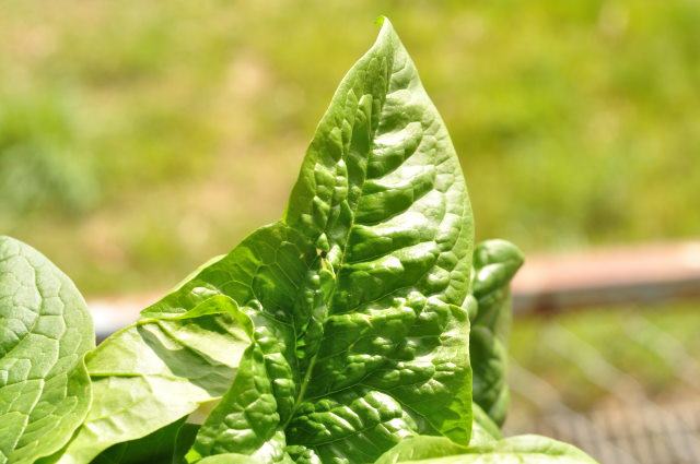 ほうれん草を上手に栽培する方法。栽培で起こる疑問トラブルも詳しく解説 - みんなのブログ体験農園なら貸し農園 市民農園 のシェア畑